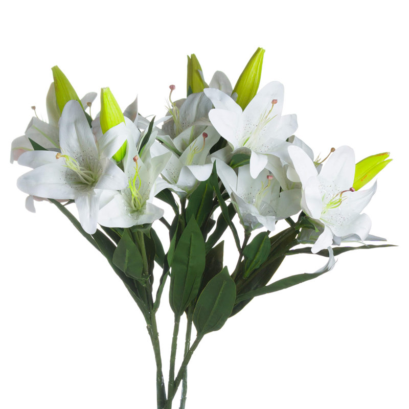 Anastasija Arrangement