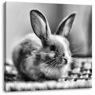 Kaninchen Bild