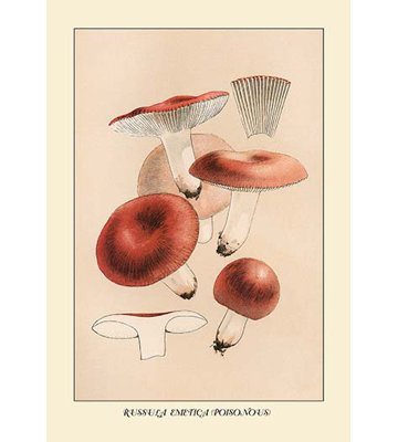 Russula emetila (poison) par w. hamilton gibson, reproduction d’art