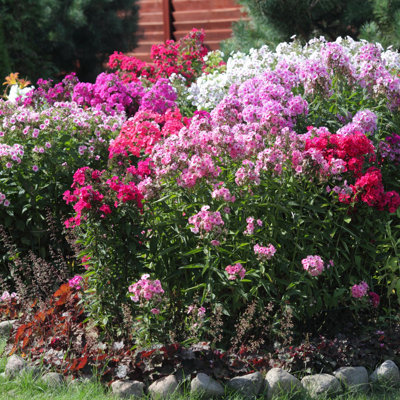 Multicolor Double Phlox - 6 Bare Roots - Red, Pink, White, Purple Flowers  Attracts Butterflies, Bees & Hummingbirds