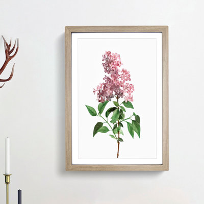 Chinese Lilac Flowers by Pierre-Joseph Redoute - Framed Print