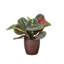 Live Red Prayer Plant in Classic Pot-72624926