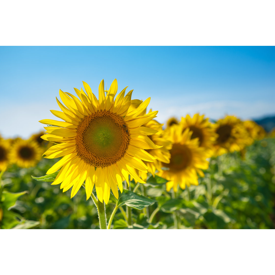 Landschaft mit Sonnenblumen im Sommer von Kertlis - Drucken