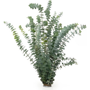 Fresh Eucalyptus Bunch 10 Stems 