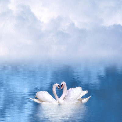 " Two Swans " by Vlukas
