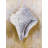 Conical Shell - White Beach Framed Canvas for Home Decor