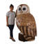 Hibou fauve Graig