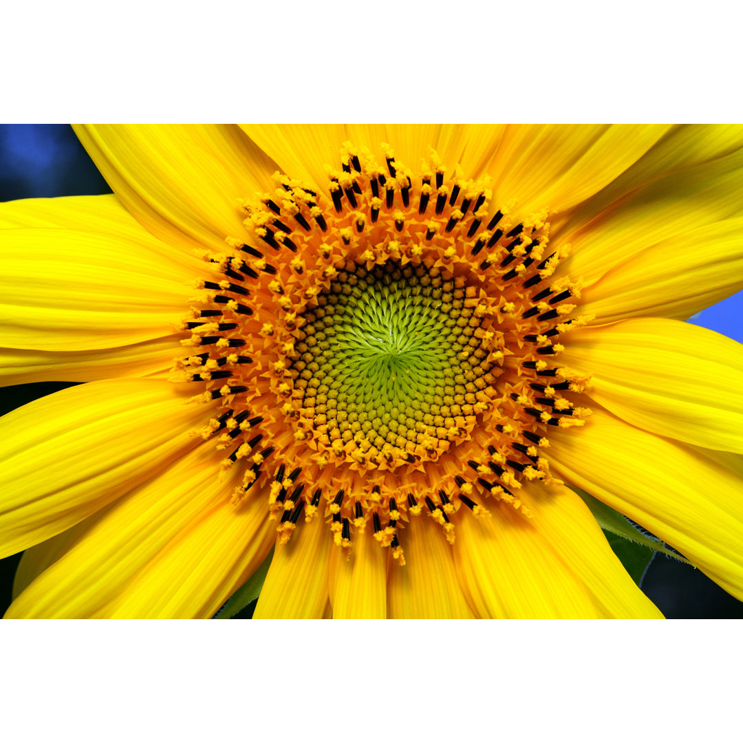 Abgeschnittene Mitte einer Sonnenblume von UrsaHoogle - Leinwandbild auf Wrapped Canvas