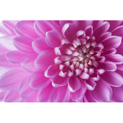 Chrysanthemum 1 Piece Wall Art on Canvas