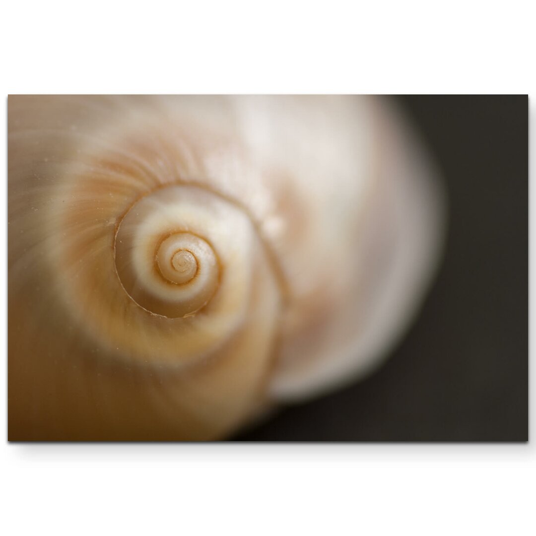 Leinwandbild Schnecke – Nahaufnahme