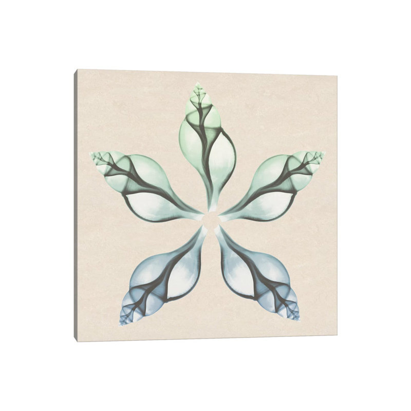 Seaside Star I by Albert Koetsier - Wrapped Canvas Graphic Art, 30.48cm H x 30.48cm W x 1.91cm D