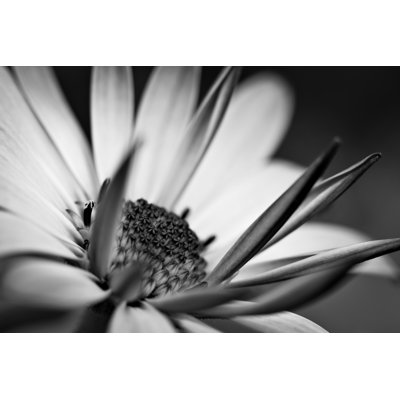 «Abstract Macro Daisy Flower» par Wildlivingarts