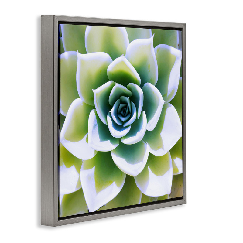 Vert, plante grasse, gros plan, Cadre flottant gris lustré, H 18 po x l 18 po