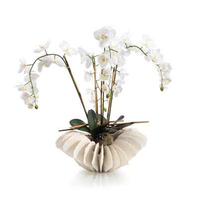 Plante florale dans un pot