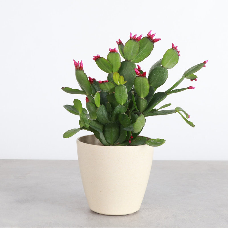 6" Live Cactus Plant in Pot