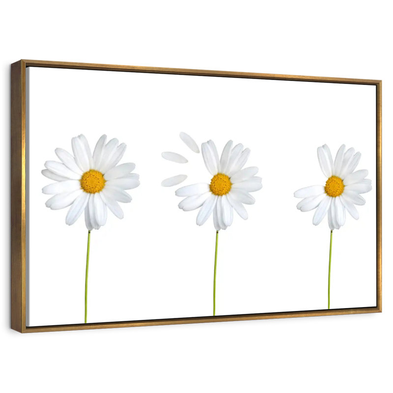Marguerites plumées, Cadre flottant doré, 43 po x 29 po