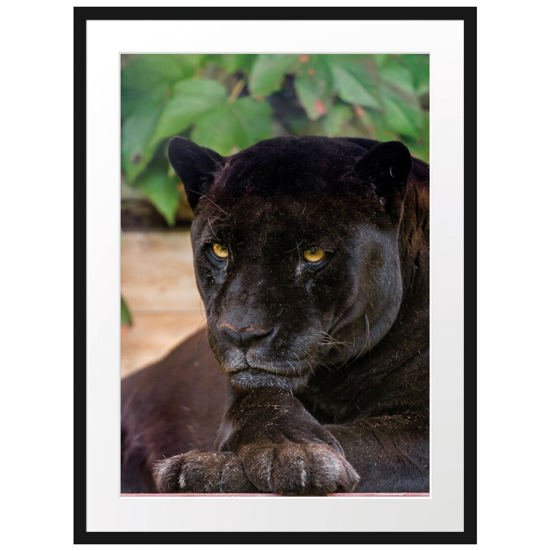 Schöner Black Panther" Gerahmtes Fotoposter