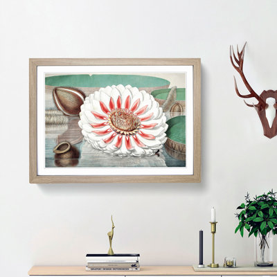 Gigantic Water Lily in Full Bloom by William Sharp - Picture Frame Painting Print