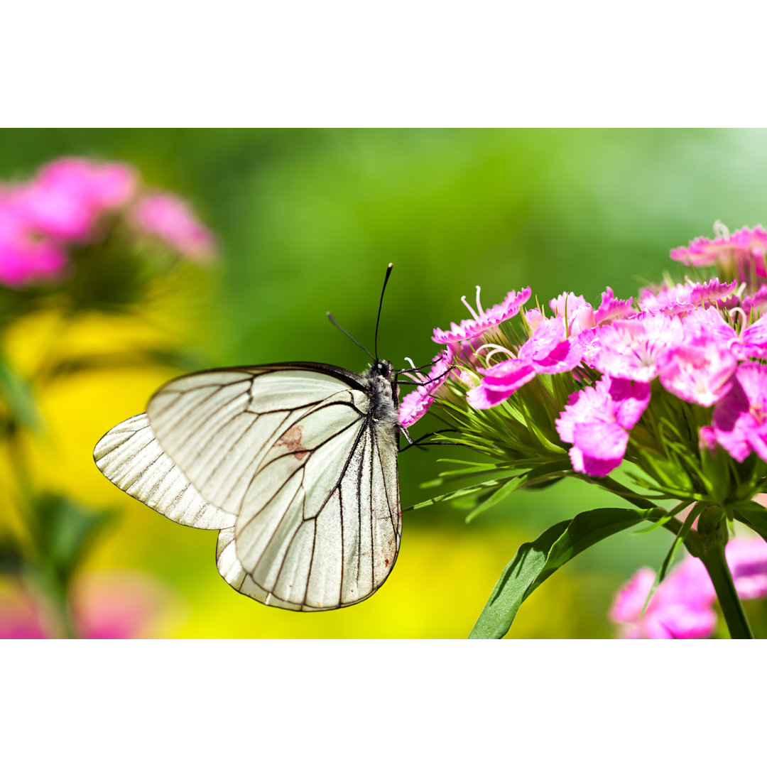 Schmetterling von Yanikap - Kunstdrucke auf Leinwand