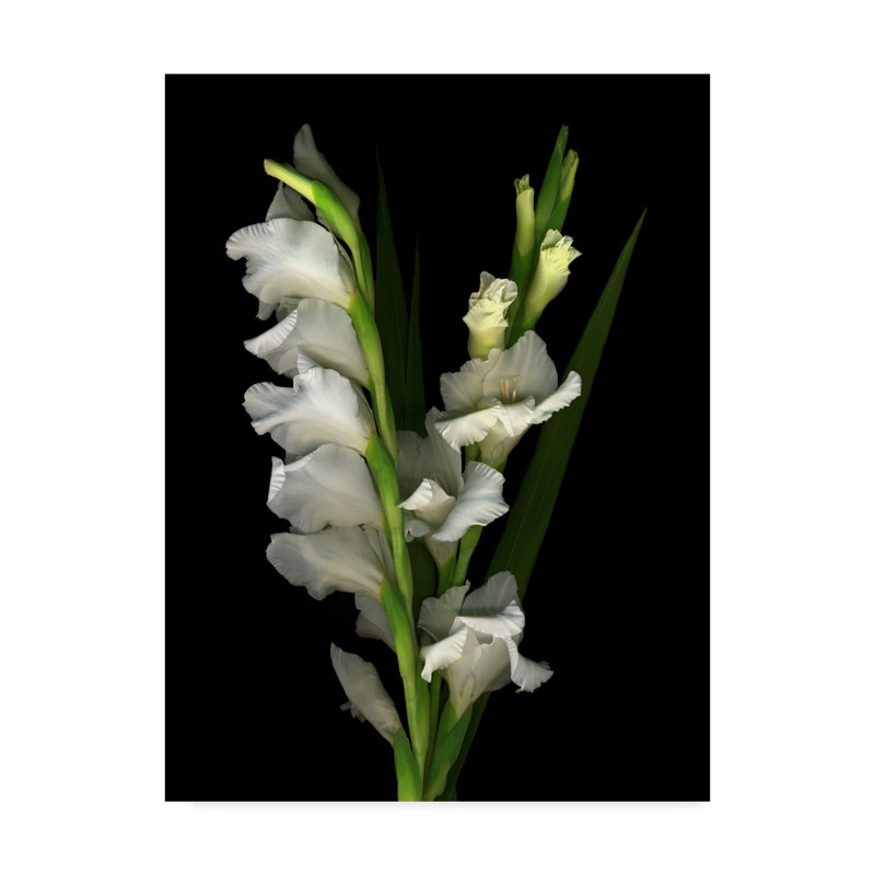 «Gladiola 2» par Dosta, impression sur toile tendue, H 19 po x l 14 po x P 2 po