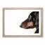 Dachshund Dog - Framed Print-55491081-55491082