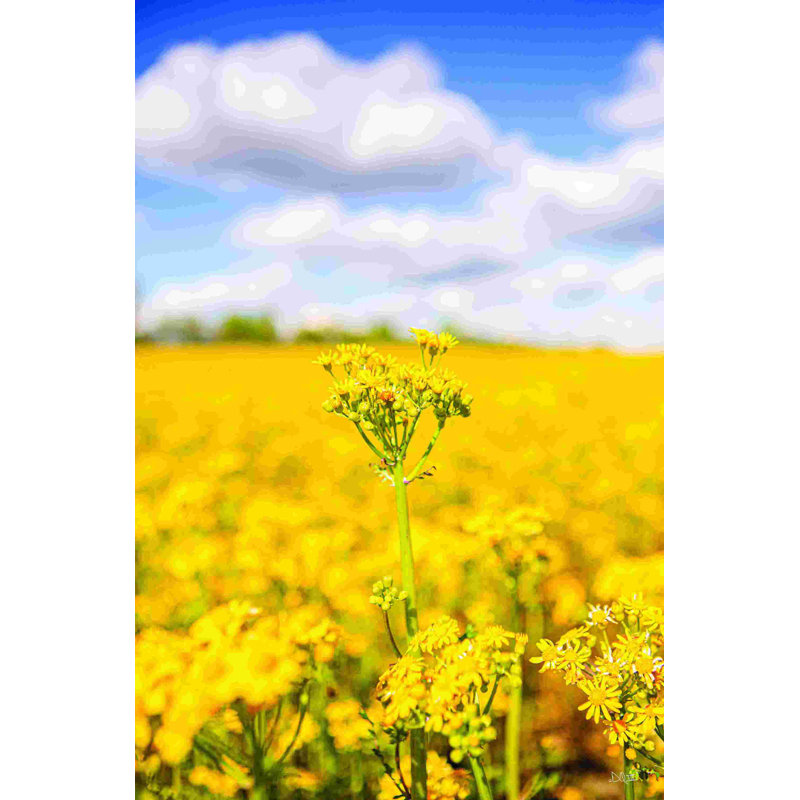 2884314_Field Of Yellow III, H 30 po x l 20 po