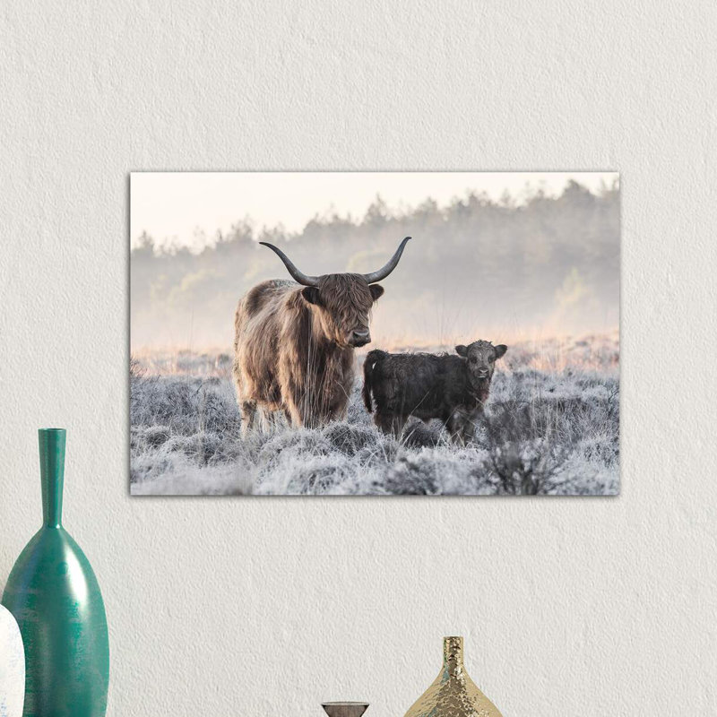 «Highlander and Calf», photographie, Toile tendue, H 12 po x l 18 po x P 1,5 po