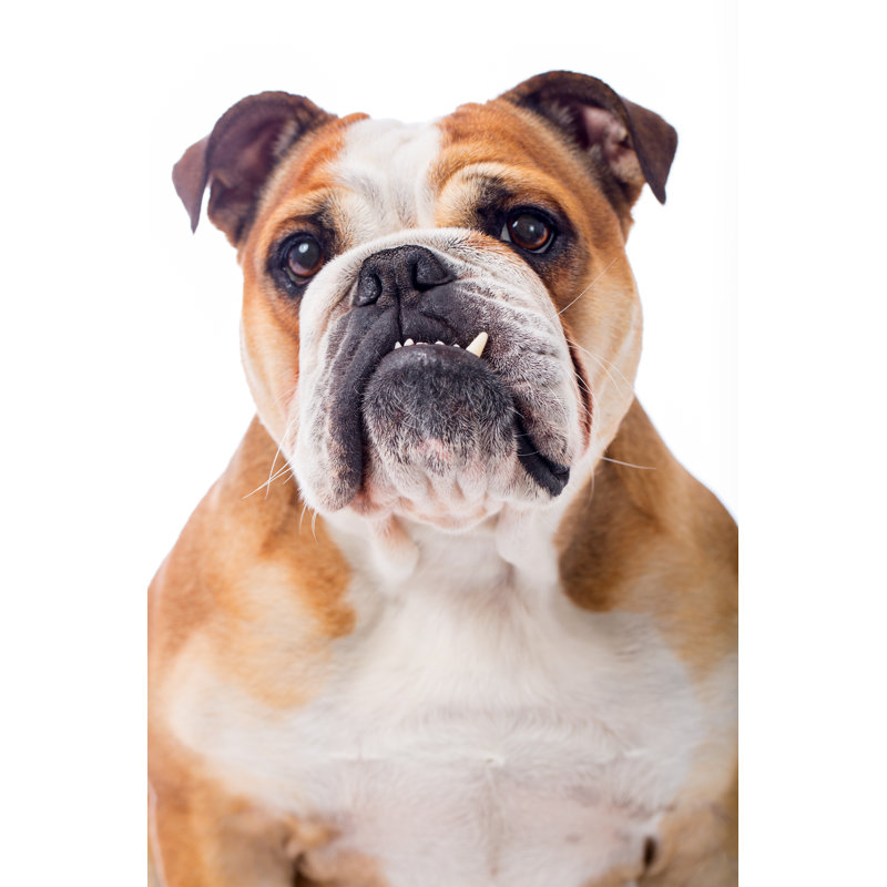 Portrait Of An English Bulldog - Wrapped Canvas Print, 91cm H x 61cm W x 3.8cm D