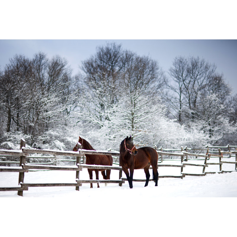 Chestnut Brown Horses In A Cold Winter Pasture by Acceptfoto - Wrapped Canvas Print, 30cm H x 46cm W x 3.8cm D