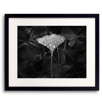 " Ginkgo " by Scott Norris