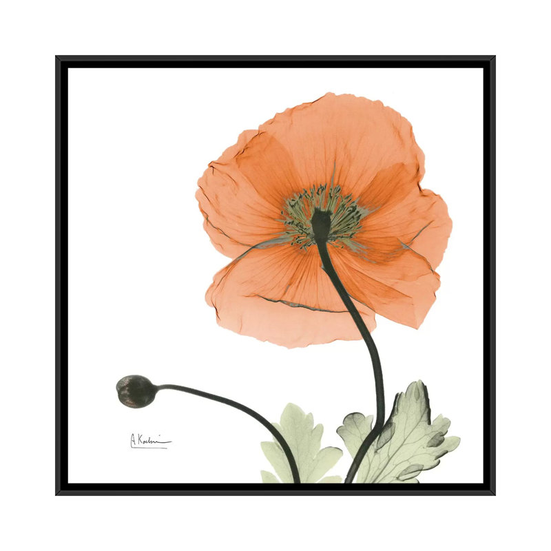 «Islande coquelicot», impression sur toile, H 18 po x l 18 po x P 1,5 po, Toile avec cadre noir, Pas de tapis