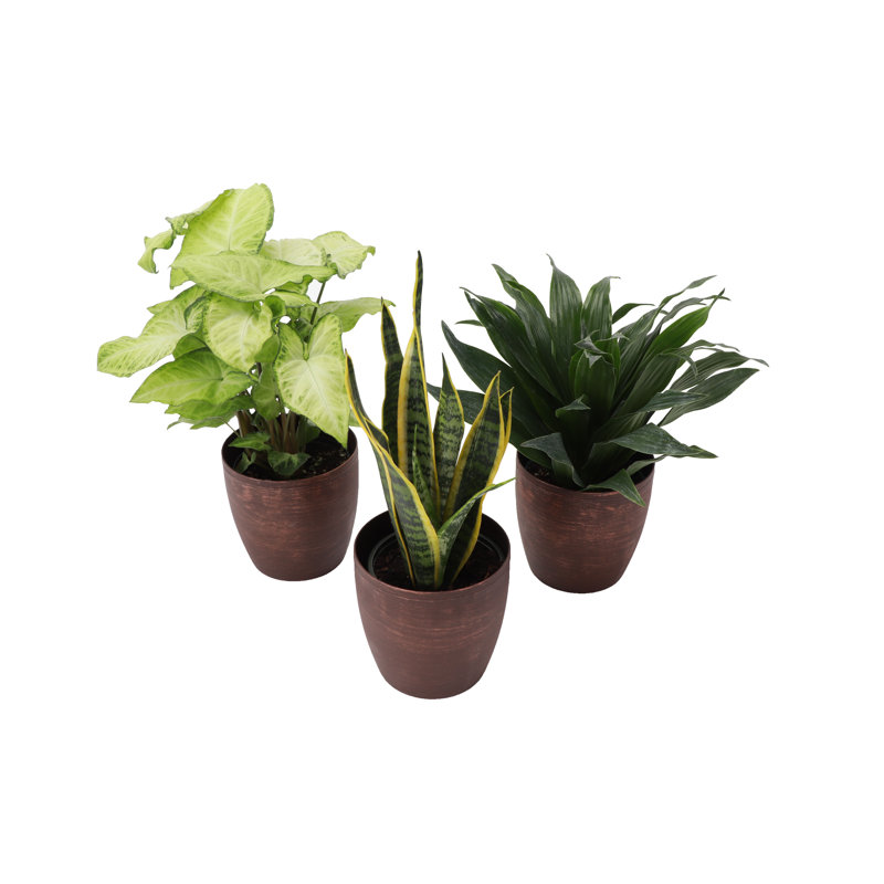 Live Low Light Houseplant Set