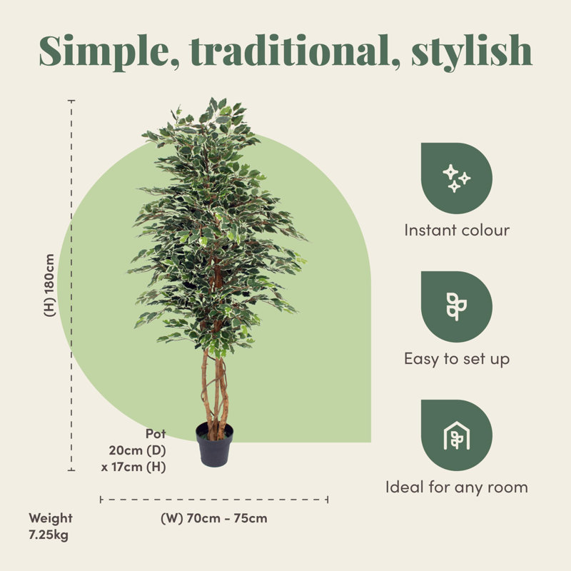 180cm Plant