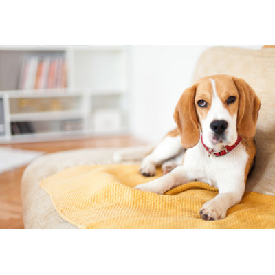 Beagle in a Room by Aleksandarnakic