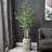 72'' Birch Tree in Terracotta Pot