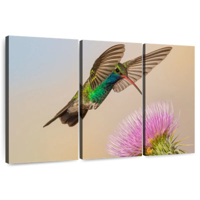 Colibri ronce et fleur de chardon