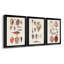 Shell Collection IV - Ensemble de 3 peintures sur toiles encadrées-2098524075-2098524078
