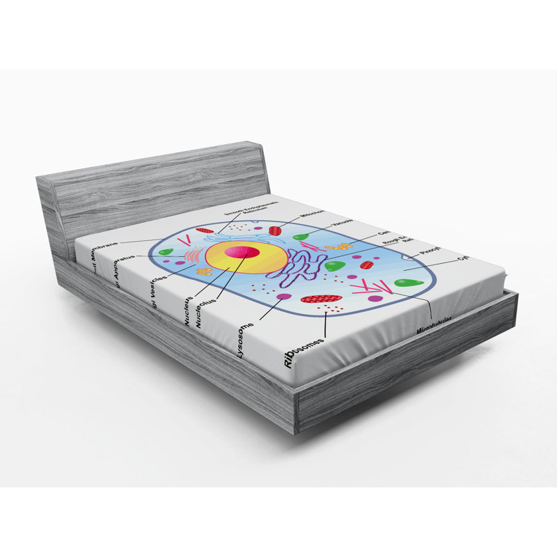 Drap-housse éducatif, Drap-housse de taille double