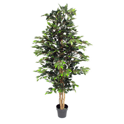 180cm Plant