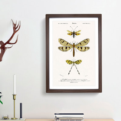 Butterfly Illustrations PL. 3 by Charles d' Orbigny - Picture Frame Graphic Art Print