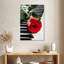 Hardie, rose rouge sur piano-108230747