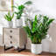HDHPOT Ceramic Pot Planter