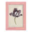Antique Tulip Study I, reproduction d'art encadrée-1055113707-1055113697