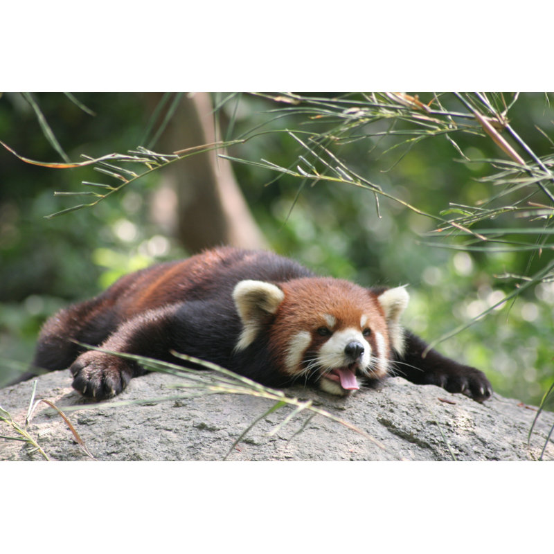 Panda rouge - photographie sur toile tendue, L 12 po x H 8 po