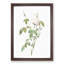 Bengal Rose In White by Pierre-Joseph Redoute - Single Picture Frame Painting-55466223-55466222