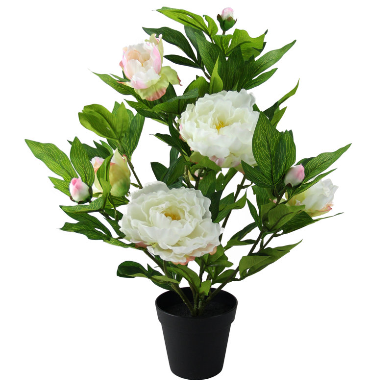 Pivoine verte et blanche en pot