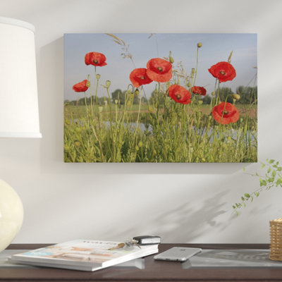 " Red Poppy Flowering On A Dike, Utrecht, Netherlands "