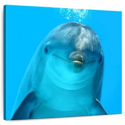 Brampt Dolphin Encounter