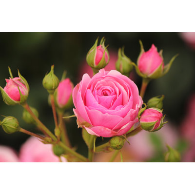 Pink Pomponella Dark - Rose - Wrapped Canvas Print