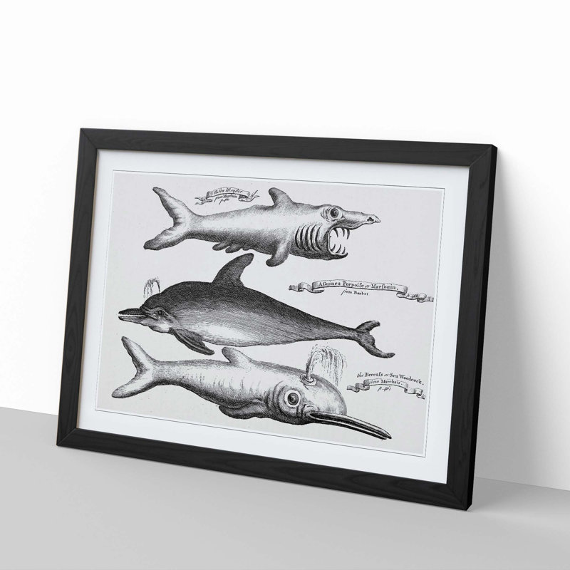 Shark and Dolphins by Thomas Astley - Picture Frame Drawing Print, Black Framed, 27cm H x 36cm W x 2cm D